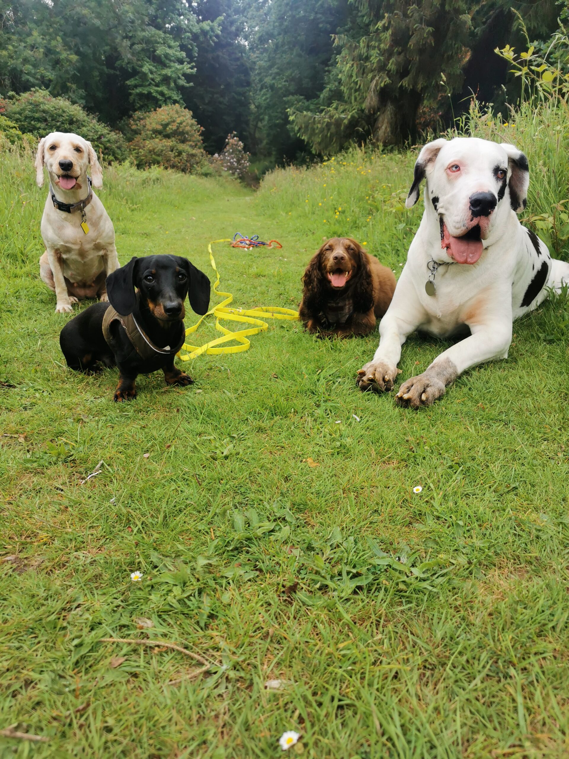 dog training southampton